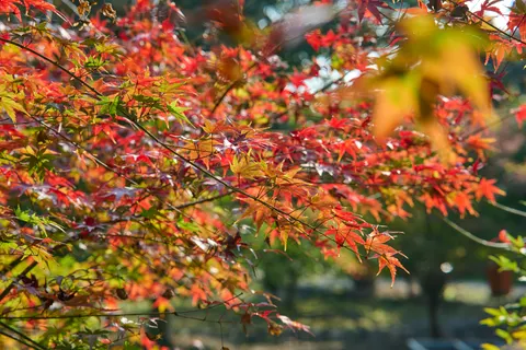 Fond d'écran Feuilles d'erable d'automne 4K · autumn · 3840×2560