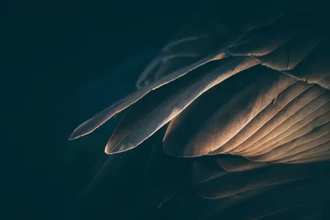 Papel de parede Detalhe de pena 4K · birds · 3840×2560