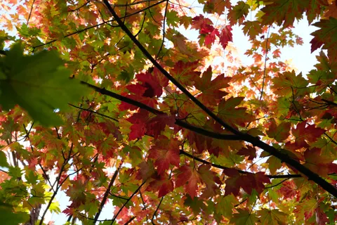 Autumn Maple Leaves 4K Wallpaper · autumn · 3840×2560