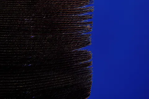 Fondo de pantalla Detalle de pluma 4K · birds · 3840×2560