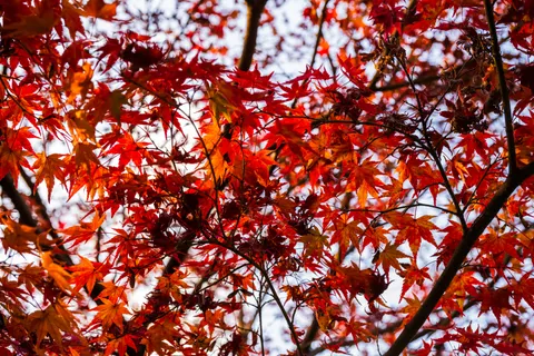 Tapeta Jesienne Liście Klonu 4K · autumn · 3840×2560