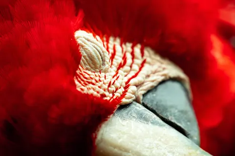 Hình nền Chi Tiết Lông Vũ 4K · birds · 3840×2560