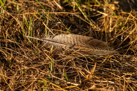 Verendetail 4K-achtergrond · birds · 3840×2562