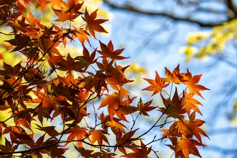 Tapeta Jesienne Liście Klonu 4K · autumn · 3840×2560