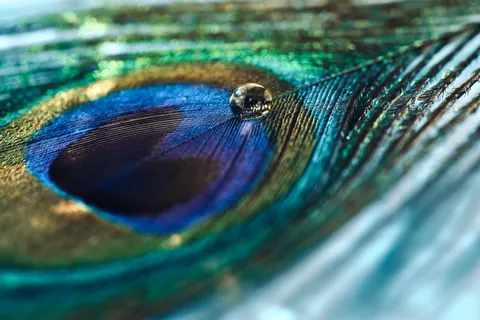 Papel de parede Detalhe de pena 4K · birds · 3840×2561