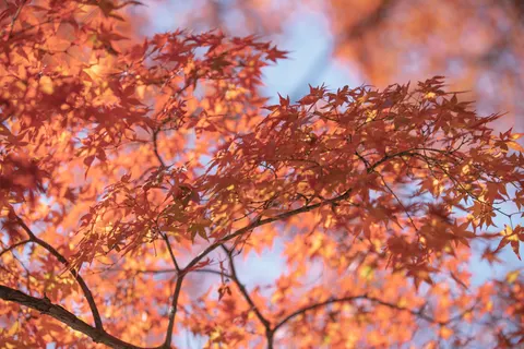 Autumn Maple Leaves 4K Wallpaper · autumn · 3840×2560