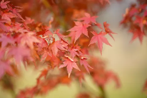 Autumn Maple Leaves 4K Wallpaper · autumn · 3840×2560