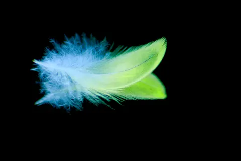 羽毛細節 4K桌布 · birds · 3840×2560