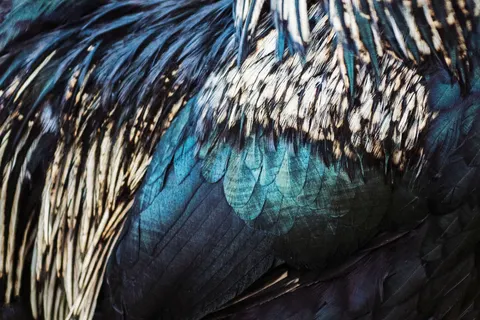 Verendetail 4K-achtergrond · birds · 3840×2563