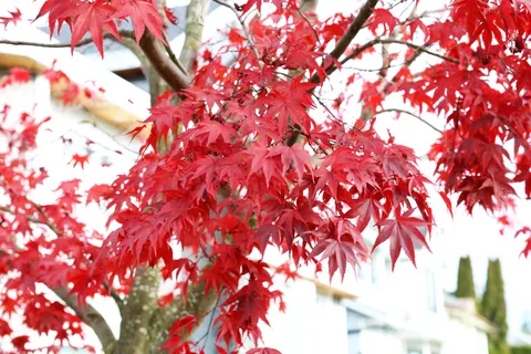 والپیپر برگ‌های افرا پاییزی با کیفیت 4K · autumn · 3840×2560