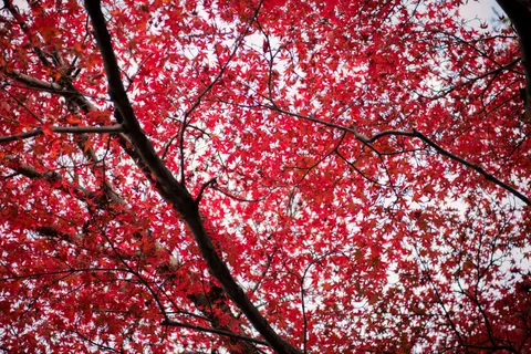 Autumn Maple Leaves 4K Wallpaper · autumn · 3840×2560