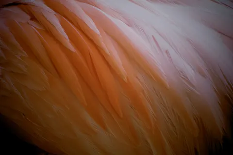 Papel de parede Detalhe de pena 4K · birds · 3840×2560