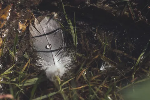 Papel de parede Detalhe de pena 4K · birds · 3840×2563