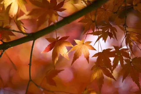 Autumn Maple Leaves 4K Wallpaper · autumn · 3840×2560