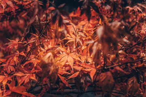 Fond d'écran Feuilles d'erable d'automne 4K · autumn · 3840×2560