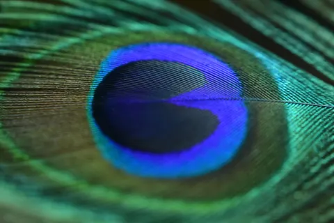 Verendetail 4K-achtergrond · birds · 3840×2560