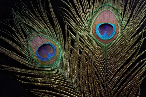 Hình nền Chi Tiết Lông Vũ 4K · birds · 3840×2561