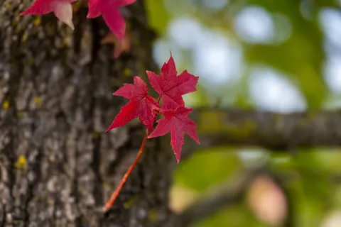 Fond d'écran Feuilles d'erable d'automne 4K · autumn · 3840×2560