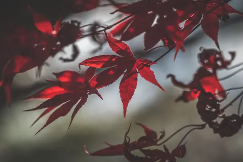 والپیپر برگ‌های افرا پاییزی با کیفیت 4K · autumn · 3840×2563