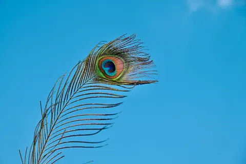 Hình nền Chi Tiết Lông Vũ 4K · birds · 3840×2560