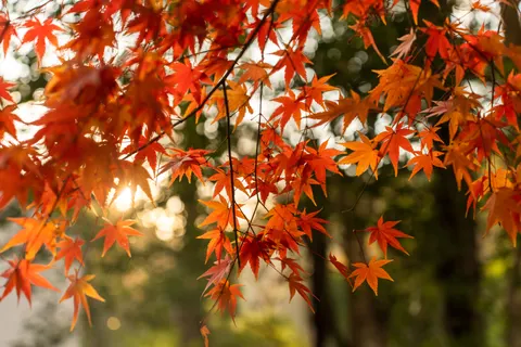 Fond d'écran Feuilles d'erable d'automne 4K · autumn · 3840×2560