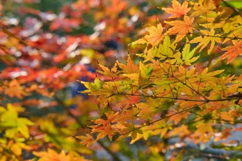 Autumn Maple Leaves 4K Wallpaper · autumn · 3840×2560