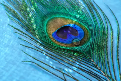 Papel de parede Detalhe de pena 4K · birds · 3840×2561