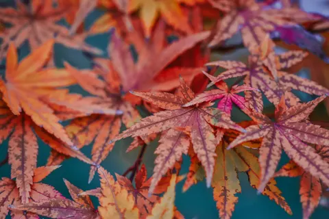 Autumn Maple Leaves 4K Wallpaper · autumn · 3840×2560