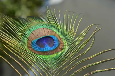 Feather Detail 4K Wallpaper · birds · 3840×2553