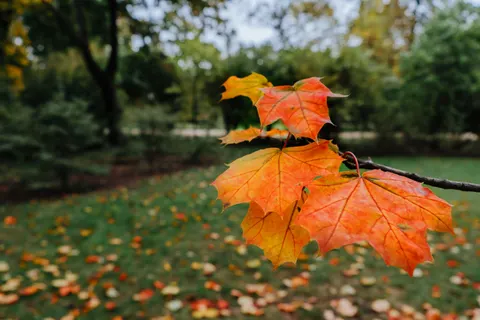 Fond d'écran Feuilles d'erable d'automne 4K · autumn · 3840×2560