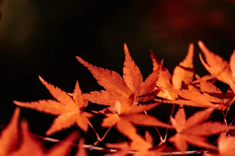 Fond d'écran Feuilles d'erable d'automne 4K · autumn · 3840×2560