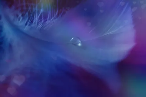 Feather Detail 4K Wallpaper · birds · 3840×2565