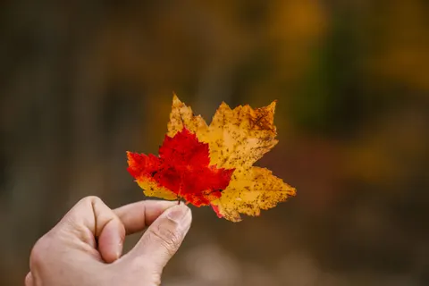 والپیپر برگ‌های افرا پاییزی با کیفیت 4K · autumn · 3840×2560