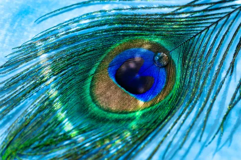 Verendetail 4K-achtergrond · birds · 3840×2562