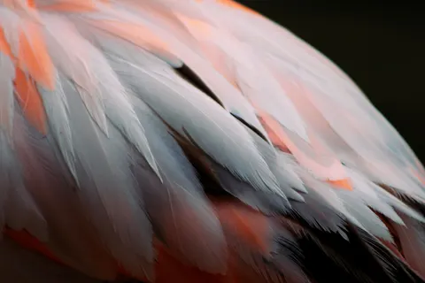 Hình nền Chi Tiết Lông Vũ 4K · birds · 3840×2560