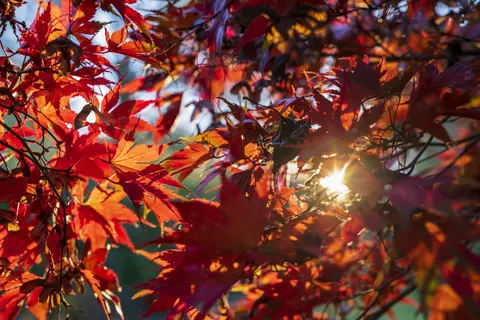 Fond d'écran Feuilles d'erable d'automne 4K · autumn · 3840×2561
