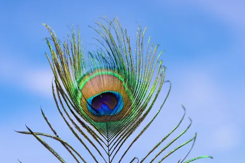 Papel de parede Detalhe de pena 4K · birds · 3840×2560
