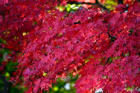 Autumn Maple Leaves 4K Wallpaper · autumn · 3840×2563