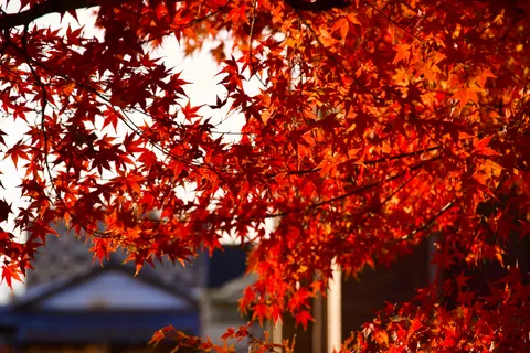 والپیپر برگ‌های افرا پاییزی با کیفیت 4K · autumn · 3840×2560