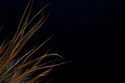 Verendetail 4K-achtergrond · birds · 3840×2560