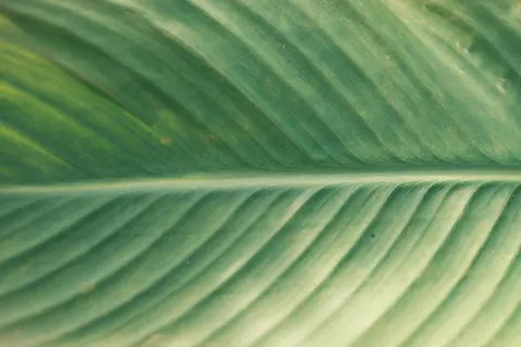 Papel de parede Detalhe de pena 4K · birds · 3840×2560