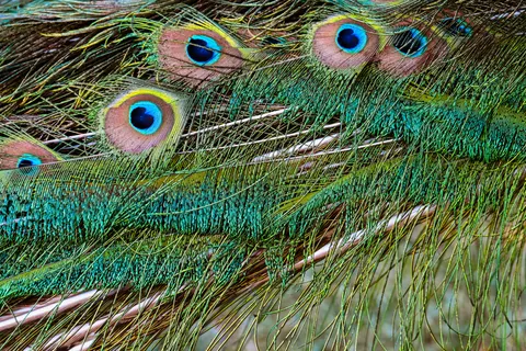 羽毛細節 4K桌布 · birds · 3840×2560