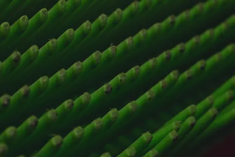 羽毛細節 4K桌布 · birds · 3840×2560