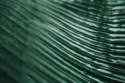 Feather Detail 4K Wallpaper · birds · 3840×2560