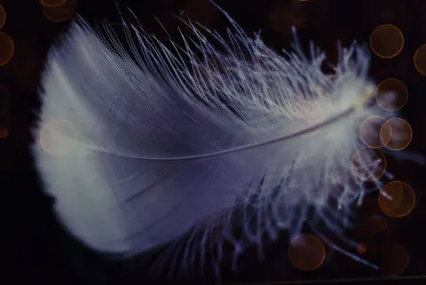 Feather Detail 4K Wallpaper · birds · 3840×2565