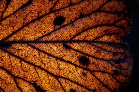 Feather Detail 4K Wallpaper · birds · 3840×2560
