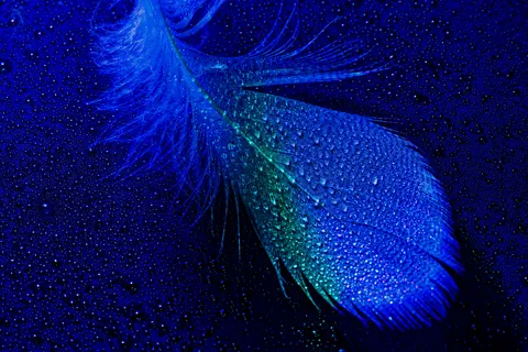 Hình nền Chi Tiết Lông Vũ 4K · birds · 3840×2560