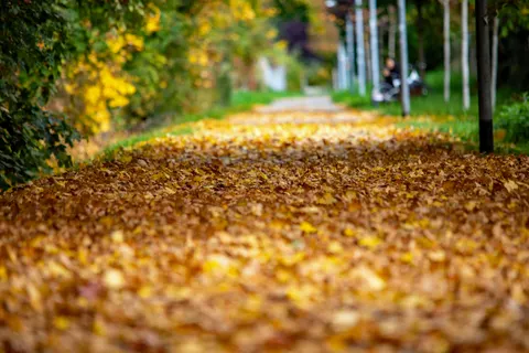 والپیپر پارک پاییزی با کیفیت 4K · autumn · 3840×2563