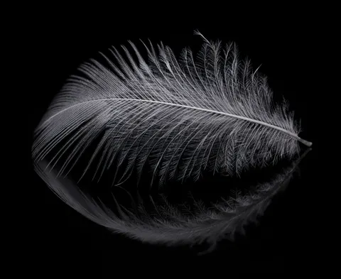 Papel de parede Detalhe de pena 4K · birds · 3840×3141