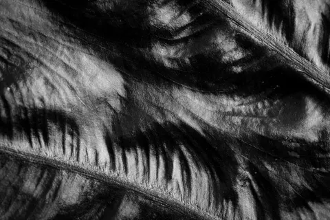 Papel de parede Detalhe de pena 4K · birds · 3840×2560